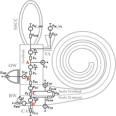 Investigation of Mechanisms in Bone Conduction Hyperacusis With Third Window Pathologies Based on Model Predictions